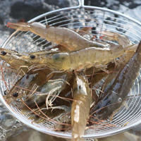 无码八A片人妻少妇久久